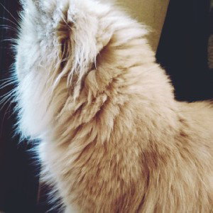Реп X- Котенок