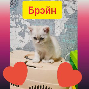 брэйн