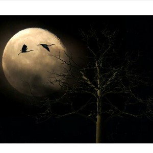 Night fly 