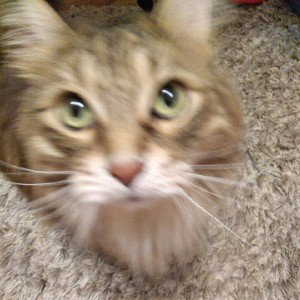 My cat