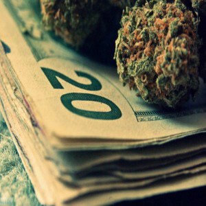 gold molly