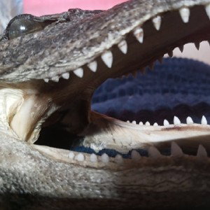 chomp chomp call me a chomp chomp