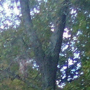 Stalking Da Prey