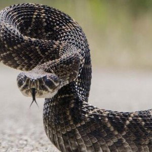 veneno de serpiente 