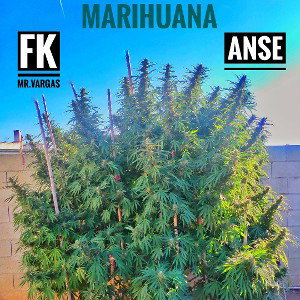 FK FT ANSE MARIHUANA 
