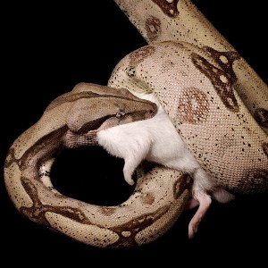 "BoaConstriction"-502(1takeOffTop)