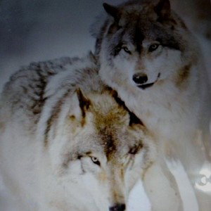 SEGREDOS DE UM OLHAR🐺