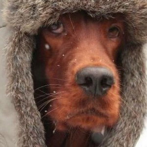 кинты 