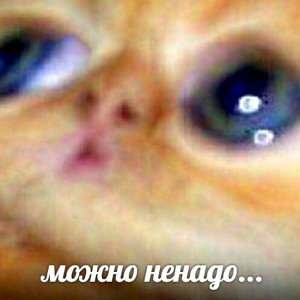 O cat