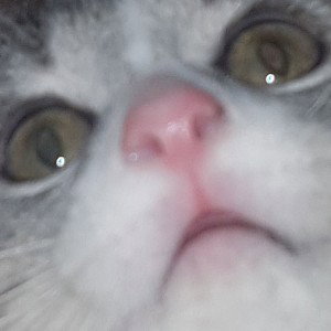 hi