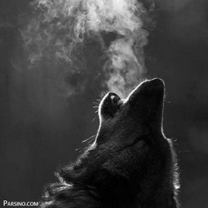 Draco (15:24)
