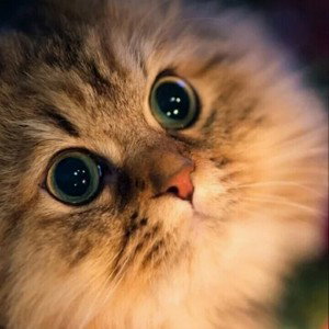 Котики