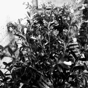 entre frores marchitas 