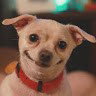 bem loko