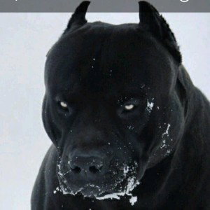 Воин ветра