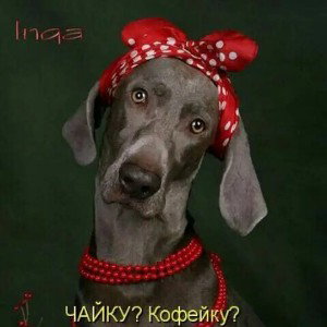 Солнце светит