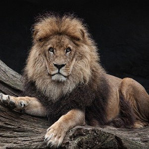 #OneTrueKing