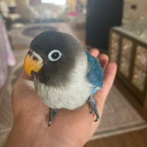 Joje