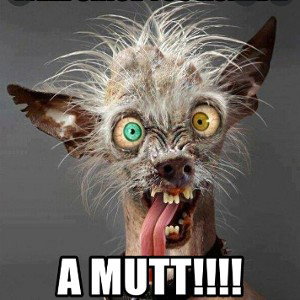 Mutt! (@MixBreedBoi diss²)