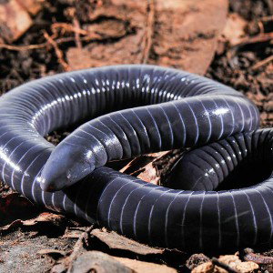 Worm