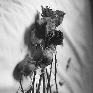 Flores Secas