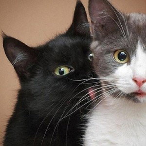 🐈 котик 🐈