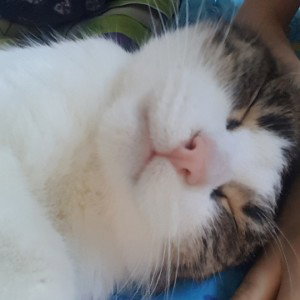 Мой кот. 