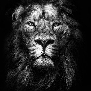 the lion