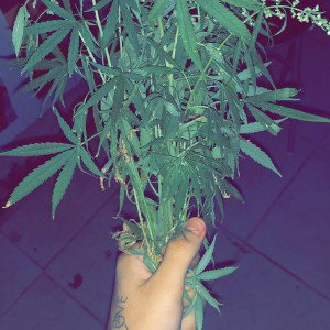 2 lados 