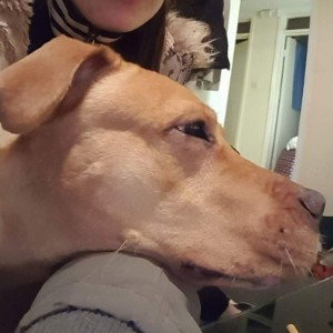 dogdy op blouze
