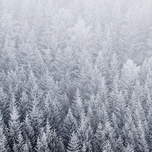СаМуРаЙ в ЛеСаХ.