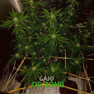 OG Zone 