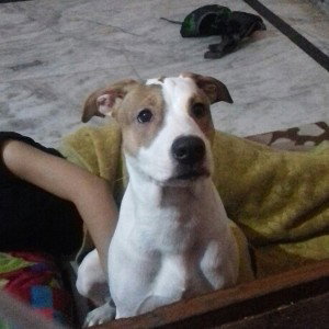 song for my dog who recently passed away 