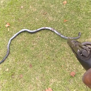 Snakes