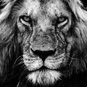 Lion King