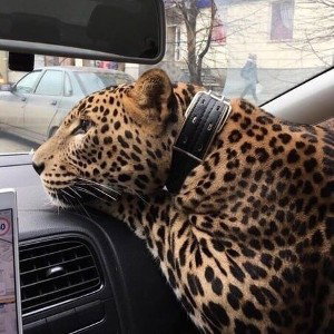 БЕСИТ