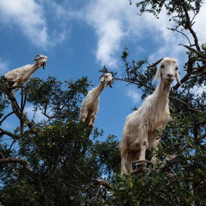 🐐GOAT'S🐐