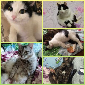 Кошки
