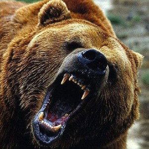 злой медведь