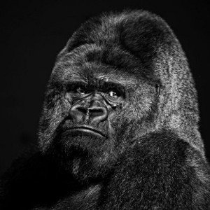 GORILLA