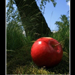 Zarrazza- Äh, Äh, so fiel der Apfel nicht