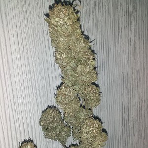 FREESTYLE MANUKUSH SOLO