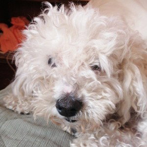 mi perro angel