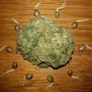 bad seed