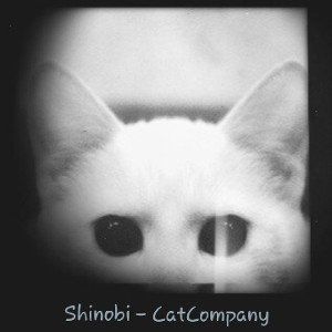 Коты и крысы