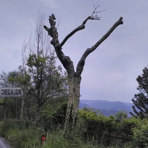 Lo facevo per te