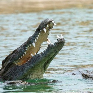 crocodile 