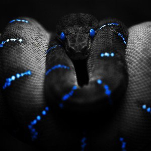 JBL ▶️ 🦂🦅🐆🕸