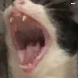 kiba gritando aaa