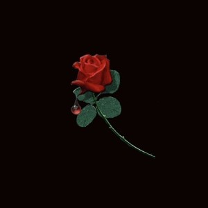 THETHIRD ROSE OF THE VALLEY